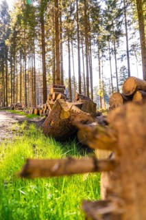 Felled tree trunks neatly stacked in a sunny forest, Calw, Black Forest, Germany