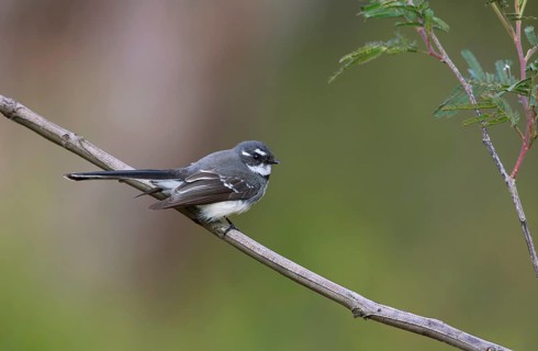 Grey Fantail (Rhipidura albiscapa), Victoria, Australia