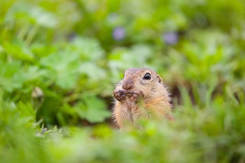 An adult European ground squirrel (Spermophilus citellus) or European souslik sits next to its