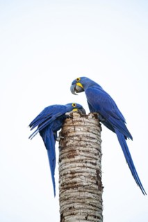 Hyacinth Macaw (Anodorhynchus hyacinthinus) Pantanal Brazil