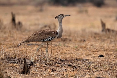 Giant bustard, Kori bustard (Ardeotis kori), adult, foraging, alert, Kruger National Park, Kruger