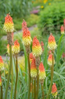 Torch lily (Kniphofia uvaria),  Sweden