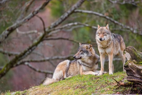 Two eurasian gray wolves (Canis lupus lupus), the alpha couple, stand on top of a small hill