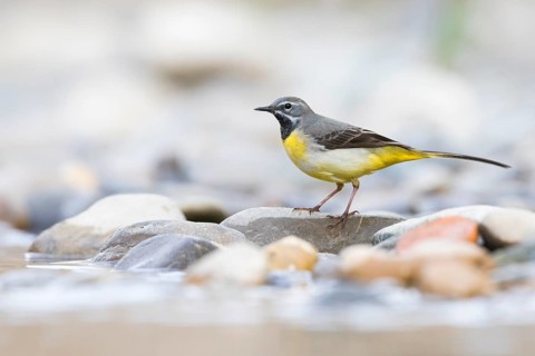 Grey Wagtail - Gebirgsstelze - Motacilla cinerea ssp. cinerea, Germany
