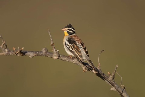 Somali Bunting (Emberiza poliopleura) male, Ethiopien