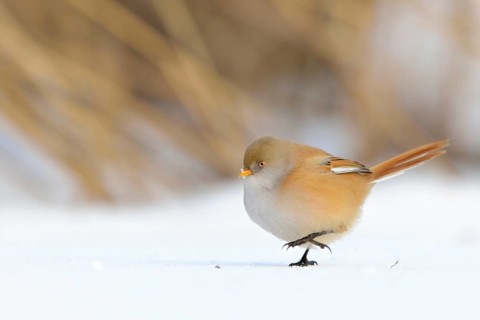 Bearded Reedling (Panurus biarmicus) female walking in snow, Netherlands
