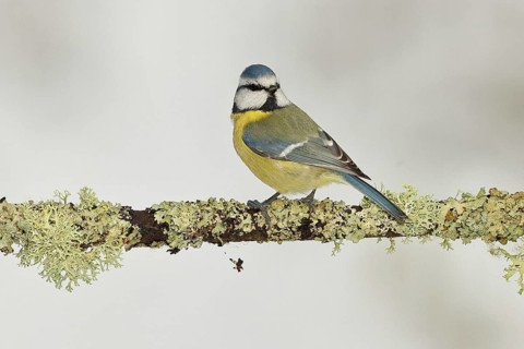 Blue tit (Parus caeruleus), sitting on a branch overgrown with reindeer lichen (Cladonia