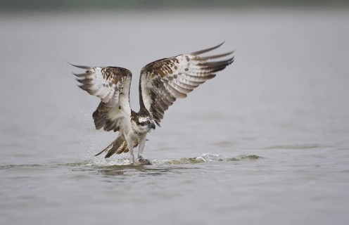 Western Osprey (Pandion haliaetus) flying, Mecklenburg-Western Pomerania, Germany