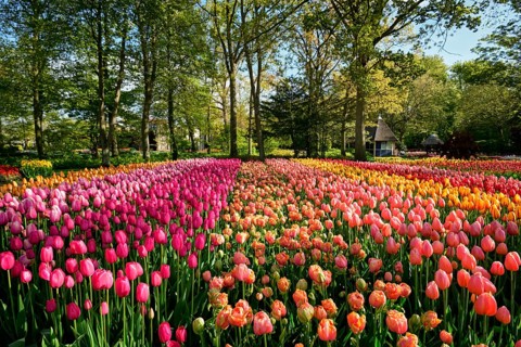 Blooming tulips flowerbed in Keukenhof flower garden, also known as the Garden of Europe, one of