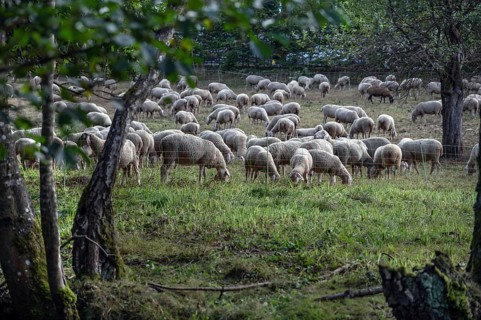 Flock of sheep (Ovis aries) fenced in on a pasture, Franconian Switzerland, Egloffstein, Upper