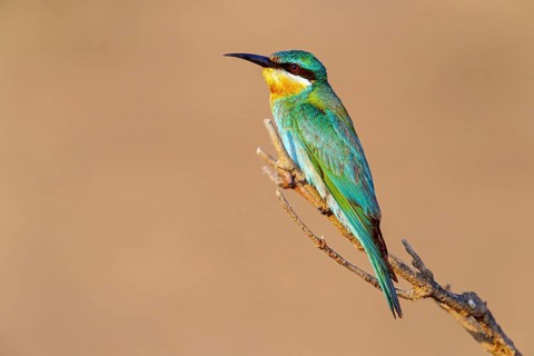 Blue-cheeked Bee-eater, (Merops persicus), family of bee-eaters, bird on perch, Al Mughsyal,