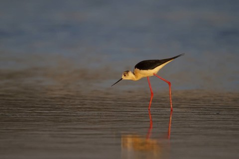 Black-winged Stilt (Himantopus himantopus) foraging, Greece