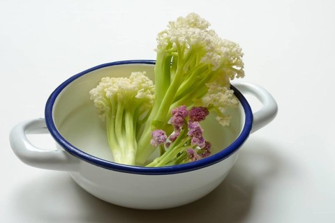 Fioretto, a cross between cauliflower and broccoli. The flowers are reminiscent of coral,