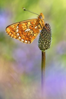 Der Silberfleck Perlmuttfalter (Boloria euphrosyne) von der Flügel-Unterseite