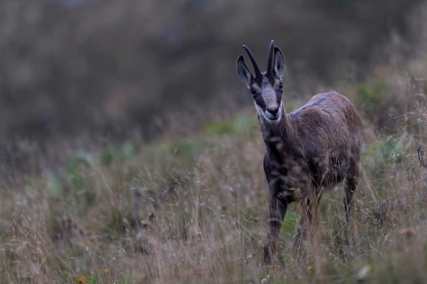 Chamois (Rupicapra rupicapra), Vosges, France