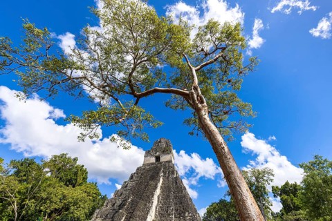 Ancient Mayan Tikal Pyramids in Guatemala, a major tourist attraction
