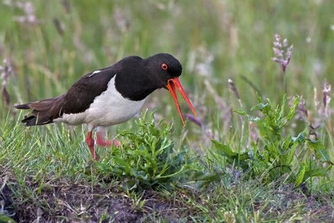 Eurasian Oystercatcher (Haematopus ostralegus) calling, Texel, Netherlands