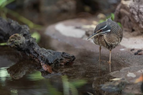 One sunbittern (Eurypyga helias) standing in the water of a forest creek