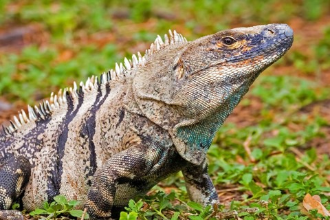 Central America, Costa Rica, (Iguana iguana), iguana, Green iguana, animal, animals, reptile,