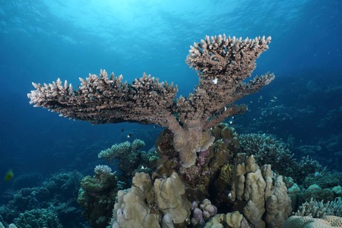 Pharaoh's antler coral (Acropora pharaonis)