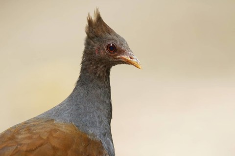 Orange-footed Scrubfowl (Megapodius reinwardt), Queensland, Australia