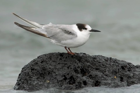 Common Tern-longipennis (Sterna hirundo longipennis), Victoria, Australia