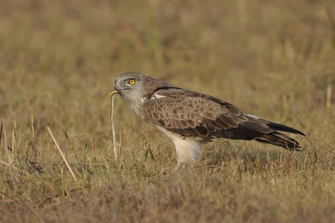 Short-toed Snake Eagle (Circaetus gallicus), India