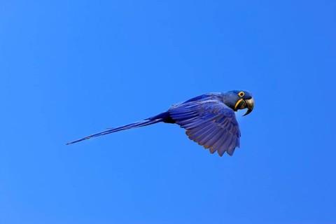 Hyacinth Macaw (Anodorhynchus hyacinthinus), adult, flying, Pantanal, Mato Grosso, Brazil, South