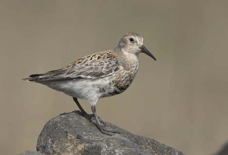 Rock Sandpiper (Calidris ptilocnemis) female, Alaska, USA