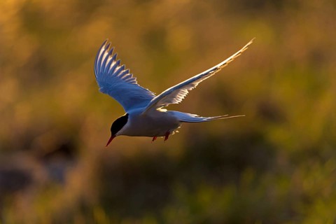 Arctic Arctic Tern, Sterna paradisaea, Sterne arctique, Charrán Ártico, Varanger, Finnmark, Norway