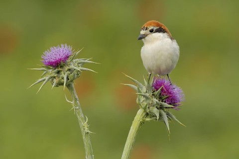 Woodchat Shrike (Lanius senator) female, Andalusia, Spain