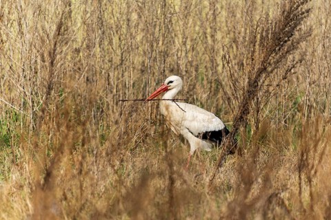 A stork with a stick in its beak hidden in tall grass, white stork (Ciconia ciconia), wildlife,