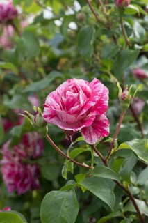 Climbing rose (Rosa COLIBRI), Germany