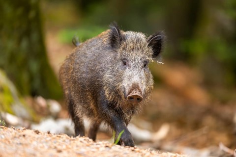 Wild boar (Sus scrofa) walking in a forest, Bavaria, Germany