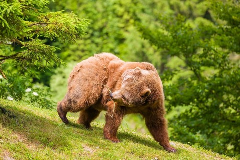 An adult female brown bear (Ursus arctos arctos) playing with a stick on hilly terrain