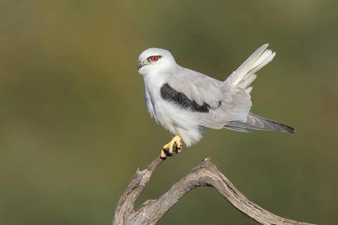 Black-shouldered Kite (Elanus axillaris), Western Australia, Australia