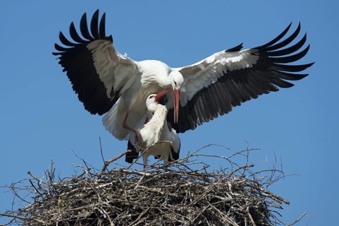 White Stork (Ciconia ciconia) pair mating, Lower Saxony, Germany