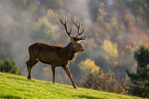 A red deer stag (Cervus elaphus) runs across a meadow. A forest with autumn leaves can be seen in