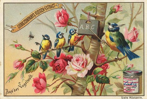 Picture series From the world of birds, in the bird school, learning to read, Liebig picture,