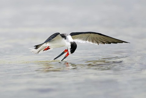 Black Skimmer (Rynchops niger), Florida, USA