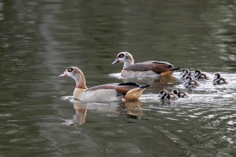 Egyptian geese (Alopochen aegyptiaca) with goslings, Emsland, Lower Saxony, Germany