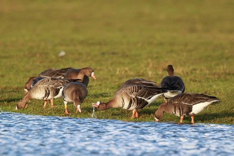 Greater White-fronted Goose (Anser albifrons) group at waterhole, North Rhine-Westphalia, Germany