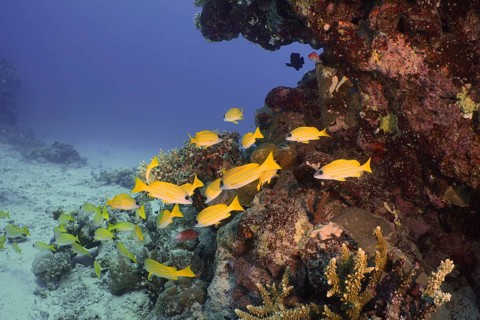 Blue-striped snapper (Lutjanus kasmira)