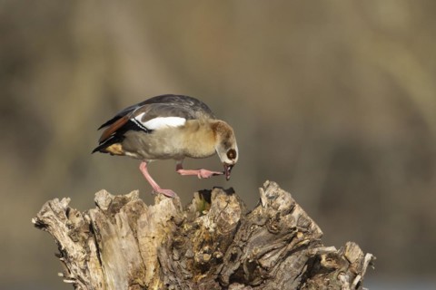 Egyptian goose (Alopochen aegyptiaca) adult bird on a tree stump, Suffolk, England, United Kingdom