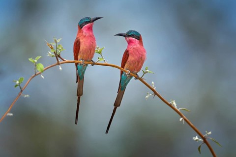 Carmine Bee-eater, Merops nubicoides, Okavango delta, Botswana in Africa. Wildlife scene from