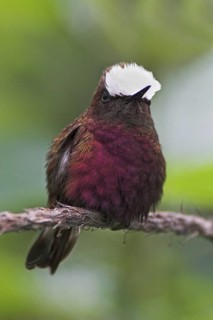 Snowcap (Microchera albocoronata), Costa Rica