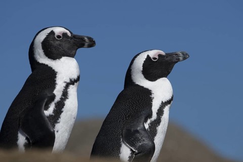 African Penguin (Spheniscus demersus), South Africa