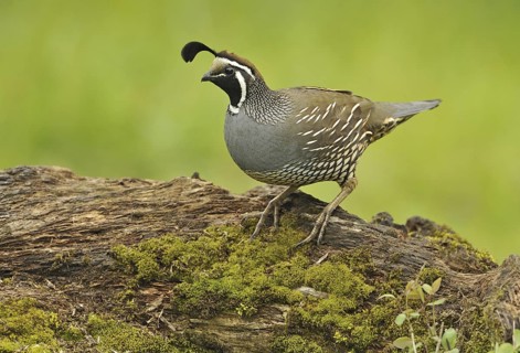 California Quail (Callipepla californica) male, Canada
