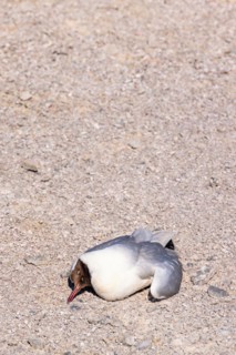 Black-headed gull (Chroicocephalus ridibundus) lying dead on the ground probably due to Avian