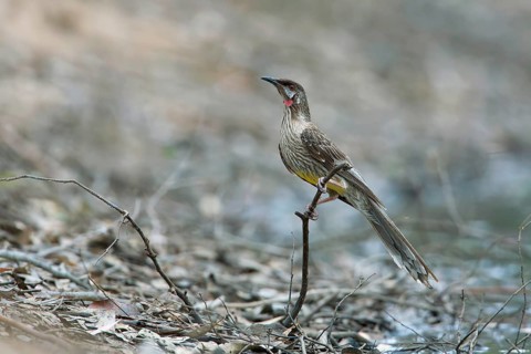Red Wattlebird (Anthochaera carunculata), Victoria, Australia